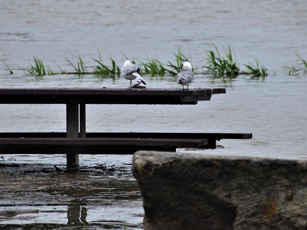 The Clarence River exceeded the 2.1m minor flood level at Grafton in the early afternoon on Wednesday, 16th December, 2020. Photo Bill North / The Daily Examiner