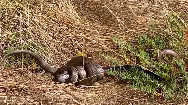 Australian Snake Fights for Its Life as Other Snake Swallows It Whole