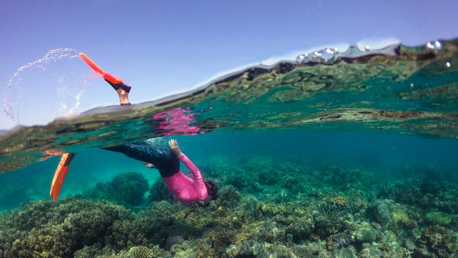 A snorkeller diving at Mackay Reef, off the coast of Cape Tribulation. Enticing domestic visitors to the region for the green season will be a battle, according to Tourism Tropical North Queensland. PICTURE: TTNQ