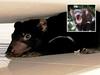 This Tasmanian devil gave a Hobart family the shock of their lives. Picture: Supplied