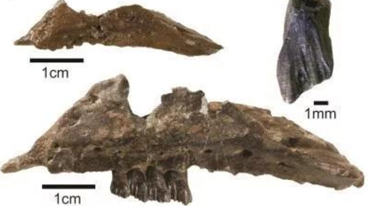 The new species was discovered after unearthing five upper jawbones Picure: South West News Service