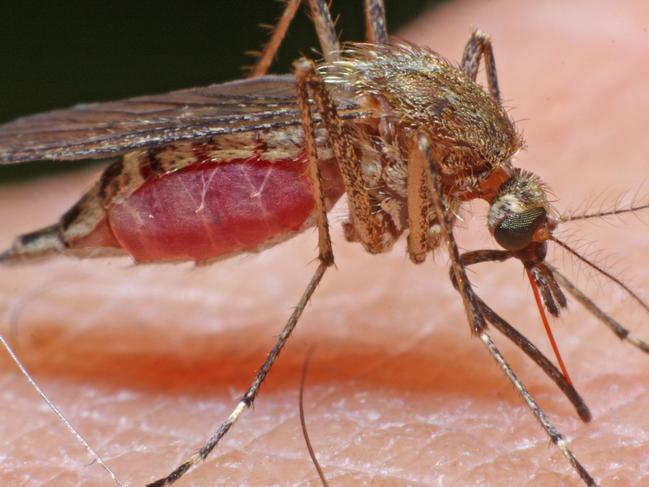 Feeding mosquito with human blood