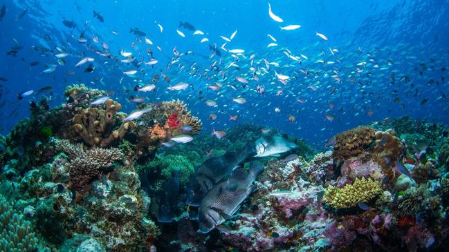 Photos of the Great Barrier Reef taken Monday, 9th January by Passions of Paradise. Photo: Sota Yamaguchi