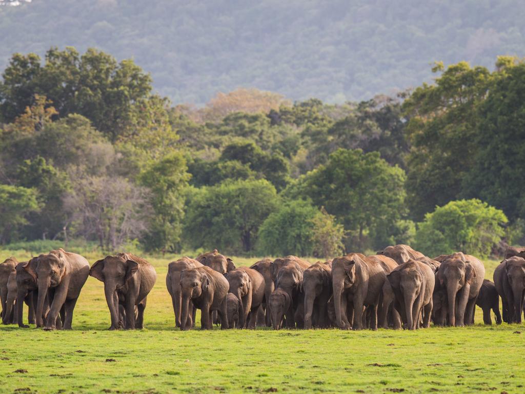 Asian Elephants, Sri Lanka. Picture: Will Burrard Lucas/topwilldlifesites.com