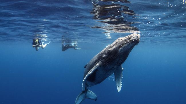 Tours in Tahiti offer the opportunity to swim with humpback whales. Photo: Supplied