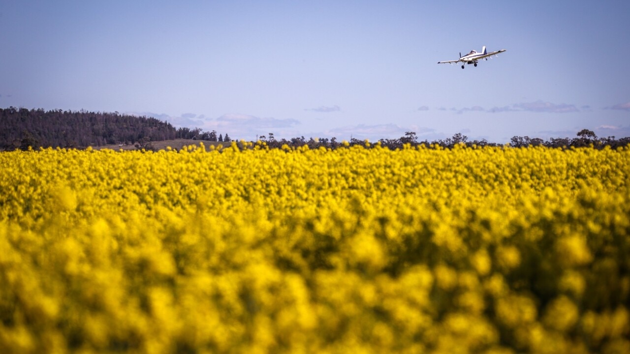 NSW to fast-track arrival of 55,000 Pacific Island workers to save $8 billion harvest