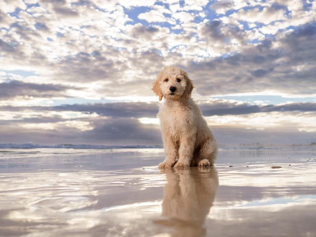 Sunny Rickit – Sunny is a 3-month-old fluffy gold Groodle Puppy. His favourite things are going to the beach, bike rides and doing tricks, specifically beg and roll over. He is happy, fun, intelligent and loves cuddles.