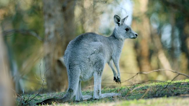 Kangaroos interrupted peak hour traffic in Blackburn on Wednesday. Picture: Steve Tanner