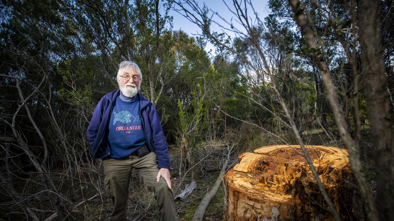 Thieves have chopped down a tree in Poimena Reserve, Austins Ferry, presumably for firewood. The stump was discovered by local Bob Holderness-Roddam. Picture: Richard Jupe