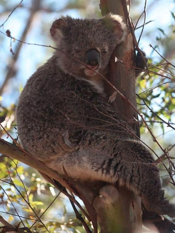 Morton Park is a class one koala habitat. Picture: Instagram