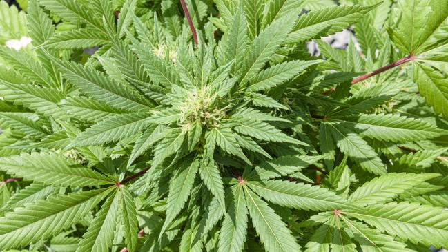 A property where Hicks was staying on the Atherton Tableland was raided and police found a total of 16.5 kilograms of cannabis in varying stages of production. Picture: istock file photo