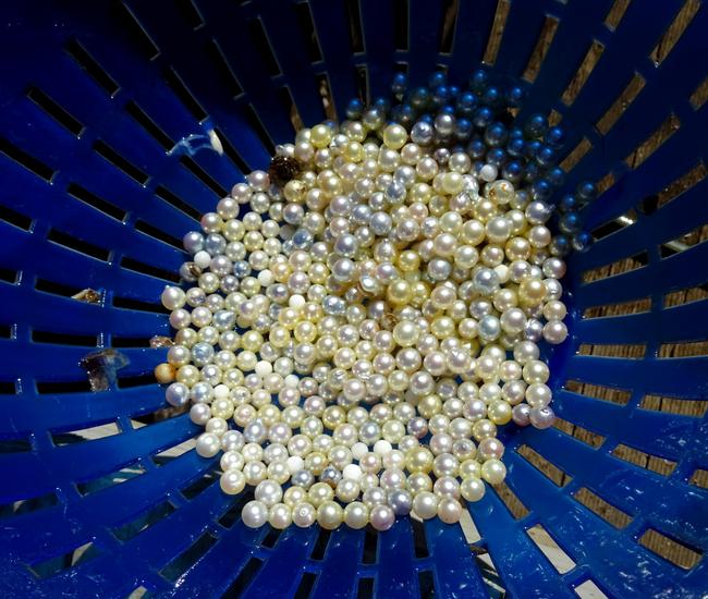 Macquarie University has done a study into the unusual colours of pearls grown in the Brisbane Water estuary. Picture: Macquarie University