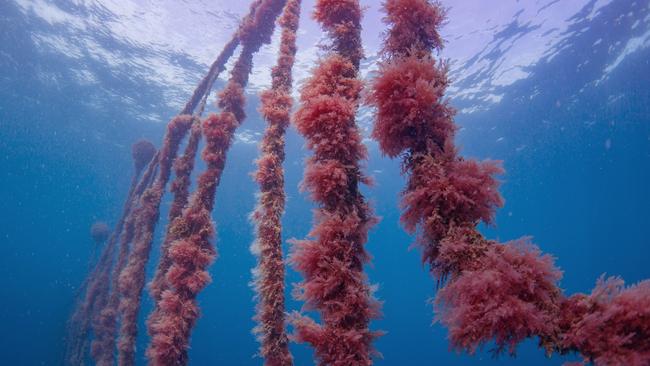 Asparagopsis seaweed can reduce methane emissions in sheep and cattle by up to 98 per cent. Picture: Stu Gibson