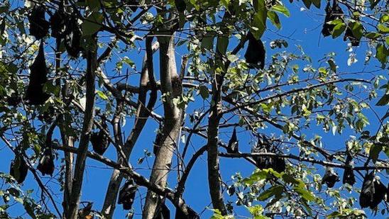 Bats roosting in Sarina. Picture: Contributed