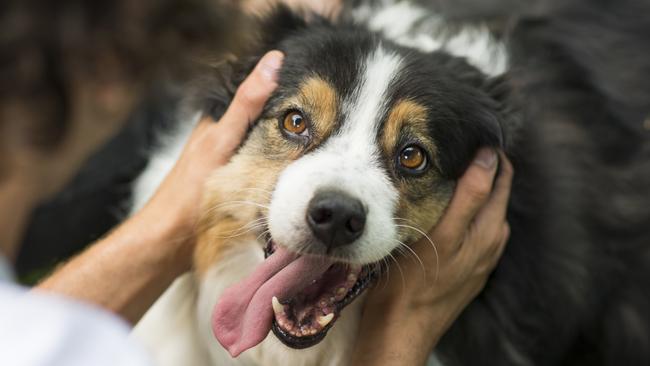 Cute playful miniature Australian Shepherd dog smiling happily as her anonymous owner pets and plays with her outdoors in summer. Picture: iStock