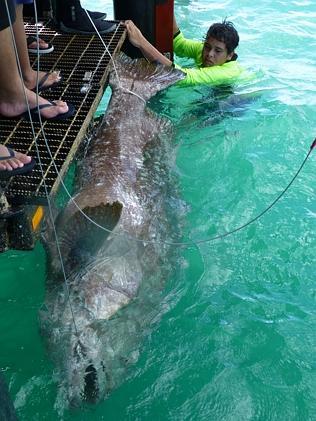  Grey Hiram landed this massive groper off the jetty at Mandorah, not far from Darwin. 