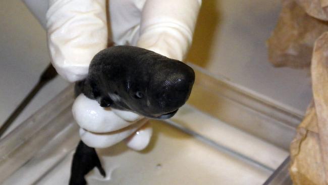 A rare pocket shark in October 2013. Taken out of the Gulf of Mexico in 2010, this is only the second pocket shark, which has two pockets next to its front fins, ever seen. The first was seen off the coast the Peru 36 years ago.