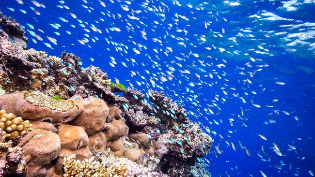 <s1>Japan is launching a study into whether its coral is being poached by Chinese fishermen. </s1>                        <ld pattern=" "/>                        <source>Picture: GABRIEL GUZMAN</source>                                             <source/>