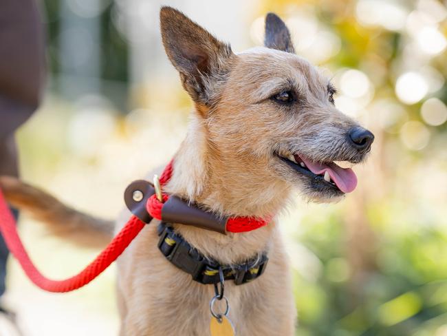 Milo, the Jack Russell terrier has been found by Animal rescuer Nigel Williamson and Toby Mitchell. Milo was lost for 17 days in Tullamarine. Picture: Jason Edwards