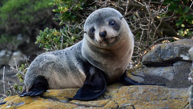 Baby fur seals near Moeraki.