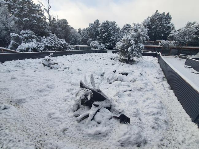 Devils@Cradle covered in snow at Cradle Mountain. Picture: Devils@Cradle