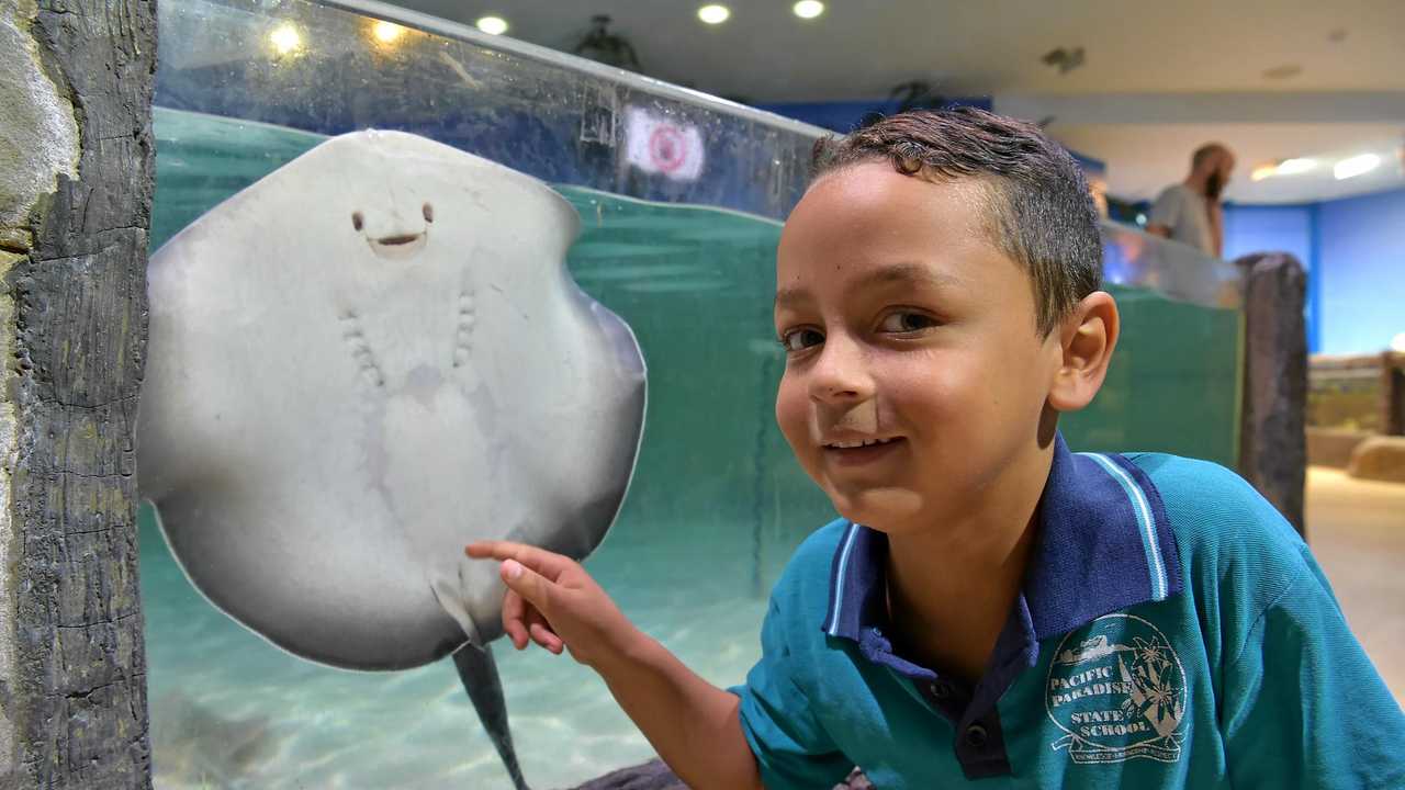 Coast’s new stingray babies Cookies and Cream revealed | The Courier Mail