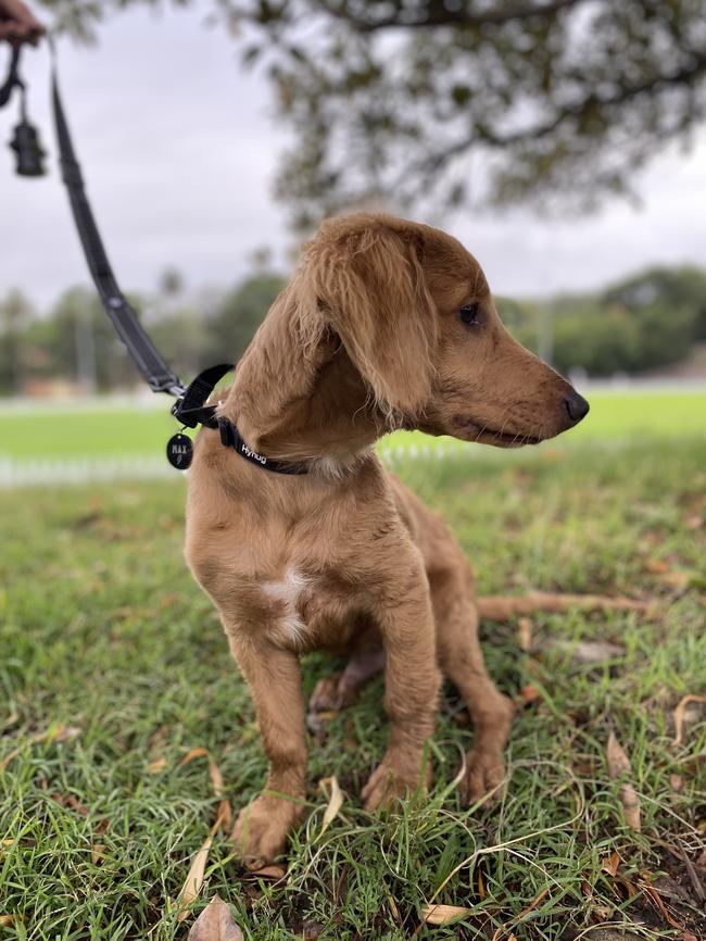 Annandale resident Andrew Parker's dog Max and the poison-laced meat he found near his home earlier this month.