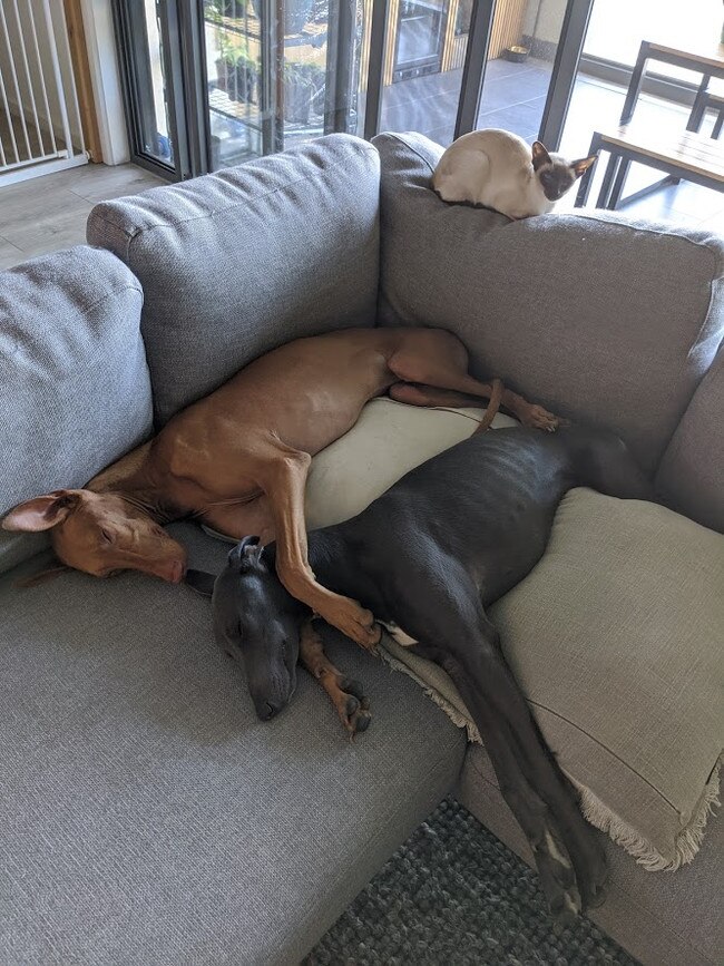 Hilton the pharaoh hound, Henry the whippet and Havana the Siamese. Picture: Daniel Paterno