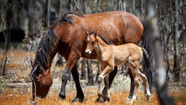 No shooting: Brumby supporters say shooting is not only wrong it puts foals at risk of starvation.