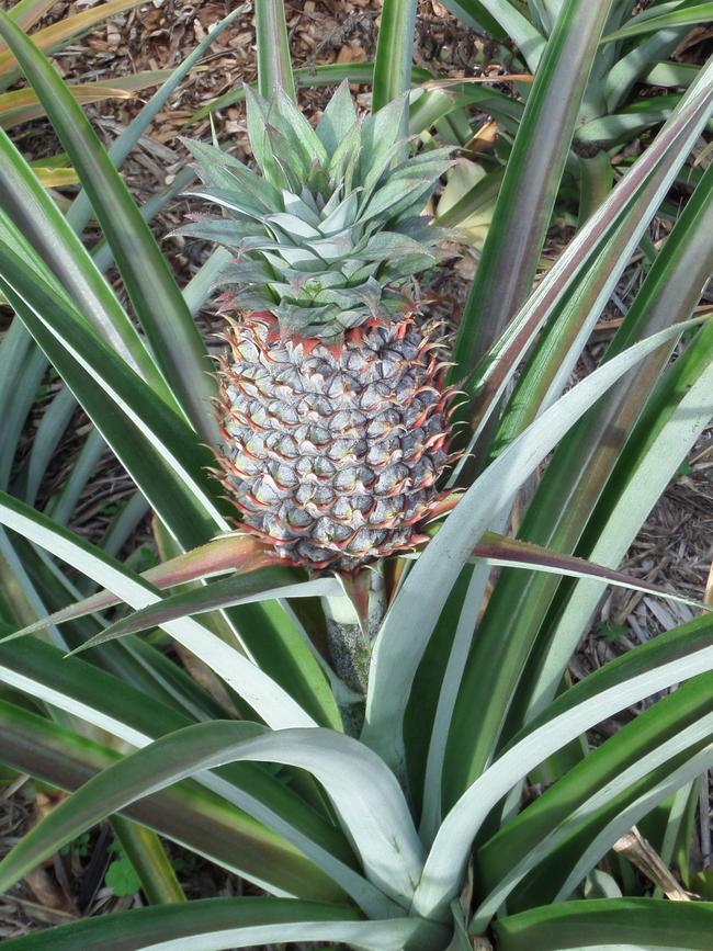 Growing pineapples in Jill Nixon’s garden.  