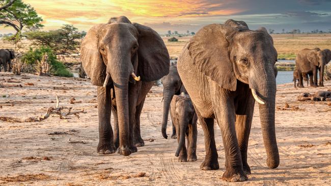 elephant family in the bush at sunset, Chobe BotswanaEscape 23 February 2025HotlistPhoto - iStock