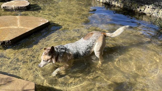 A dog cooling off around the stepping stones in Sydney Park. Picture: Odessa Blain.