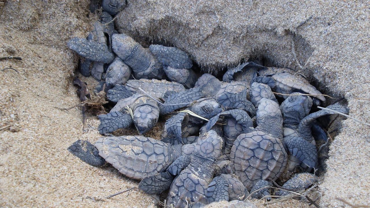 Sunshine Coast drivers to watch out as turtle hatchlings emerge at ...