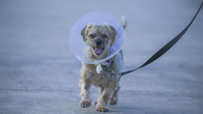 Mags Bowen’s Havanese Baily was attacked and savaged by two larger unleashed dogs in Pimpama. Picture: Glenn Campbell