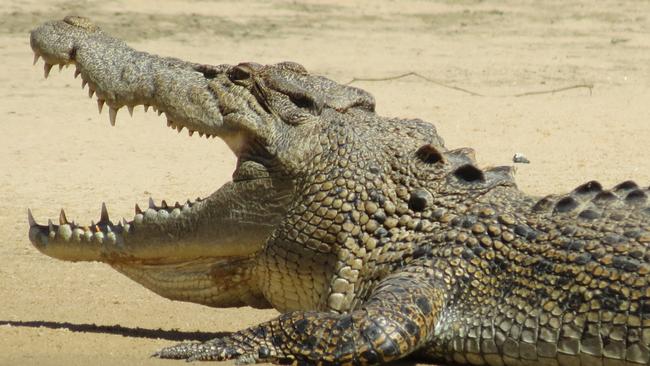 Kakadu East Alligator River saltwater crocodile.