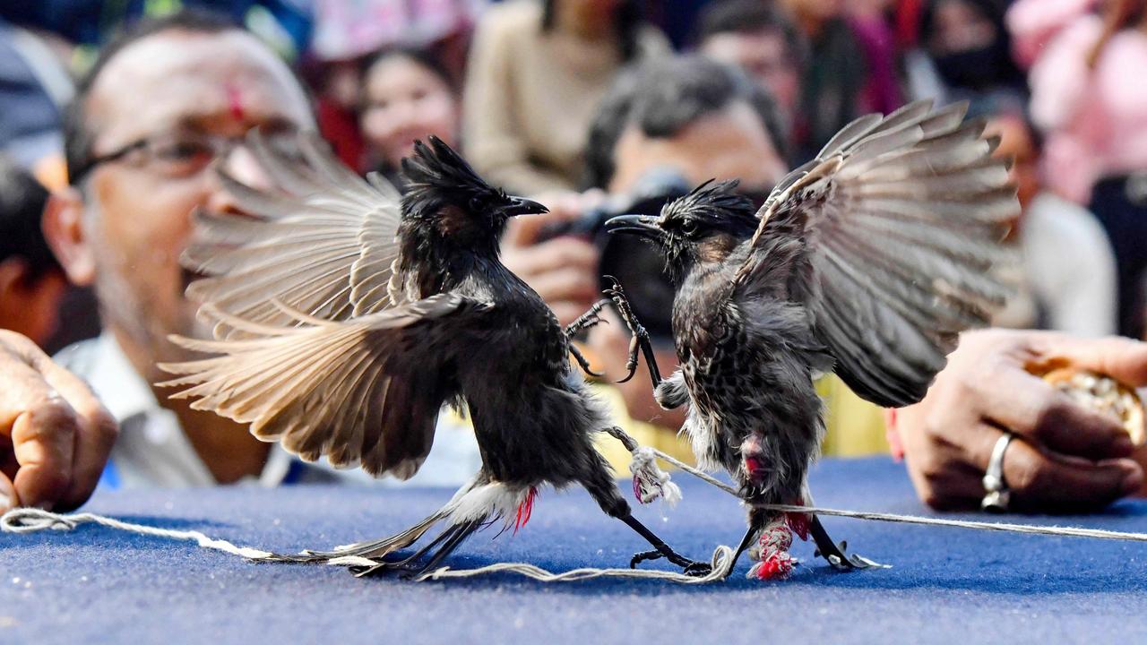 Spectators watch a traditional bird fight at a temple in India's Assam state. A ban on the practice was lifted after Hindu priests argued it was part of the religious traditions of their temple. Picture: Biju Boro/AFP