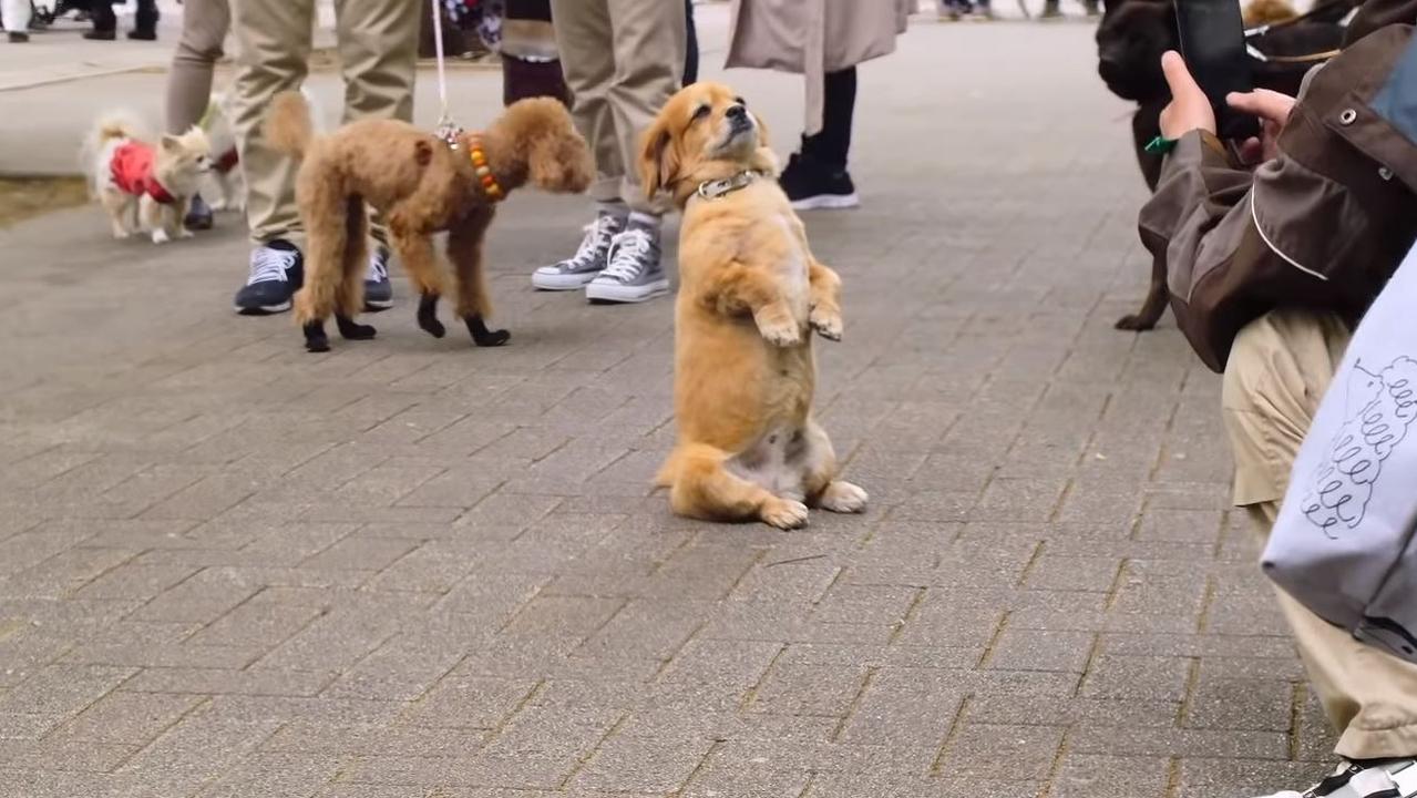 Netflix's newest series is a dog-cumentary