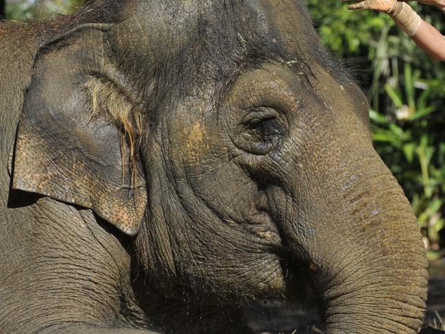 Newly completed  five million dollar elephant exhibit at The  Perth  Zoo . Picture of Claire Stratford  elephant Keeper helping  19 year old Permai  get all muddy.