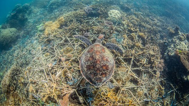 A turtle swims above a web of reef stars, with coral starting to grow. Picture: Nicole McLachlan for Citizens of the Great Barrier Reef