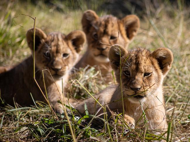 LION CUBS DEBUT AT DUBBO ZOO, , Three lion cubs have officially made their public debut at Taronga Western Plains Zoo in Dubbo., , The cubs, the third litter born to mum Marion and dad Lwazi, have been gradually introduced to their father and siblings over the past couple of months., , They have now had a chance to explore the Lion Pride Lands habitat, which Keeper Bridget Kaitler said had been a real treat for those guests lucky enough to get a glimpse of them in the last week., , “It’s been really nice to see all three cubs out with their family, and it has been especially nice to see that our visitors love watching them just as much as we do,” Bridget said., , “Guests can now see our lions playing with each other and the cubs learning lots of stalking behaviours. You’ll see the older sisters stalking the cubs, and they stalk their older sisters as well., , “It’s also great to see their interactions with their dad Lwazi. They are so obsessed with him, wherever he goes they follow him and want to jump all over him and get in his tail and his mane.”, , The cubs’ birth brought the lion population at Taronga Western Plains Zoo to 11, with 9 in the main pride including the newest cubs, their parents and their big sisters Amali, Imani, Mara and Zawadi., , Sub-adult males Bahati and Jabari, born as part of Marion and Lwazi’s second litter in October 2023, have now moved away from the pride to form their own bachelor coalition., , In the wild, male lions leave their pride as they reach sexual maturity, a natural safeguard to maintain genetic diversity. The young males form coalitions, and then either form their own pride or live out their lives as bachelors., , “We took our cues from the lions themselves,” Bridget said., , “When we were doing those cub introductions, we saw some signs from Marion and the oldest sisters that it was time for the boys to make their own way., , “We made the decision to separate the boys so they’re now a bachelor group.”, , The best time to see the cubs is between 10:30am and 3pm daily on the smaller of the Zoo’s two Lion Pride Lands habitats., , Brothers Bahati and Jabari can be seen on the largest Lion Pride Lands habitat, where guests can enter the lions’ den on board the Zoo’s purpose-built Pride Lands Patrol truck.