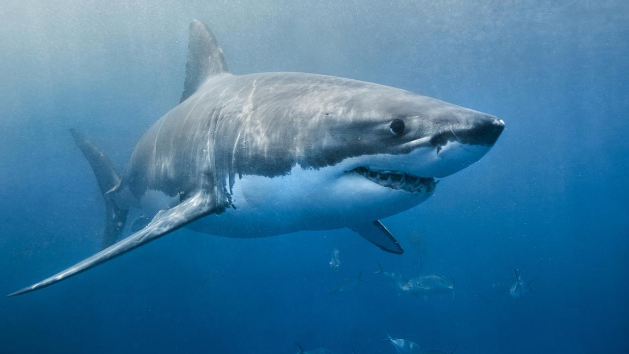 Huge shark seen at metro beach as drastic safety measures taken