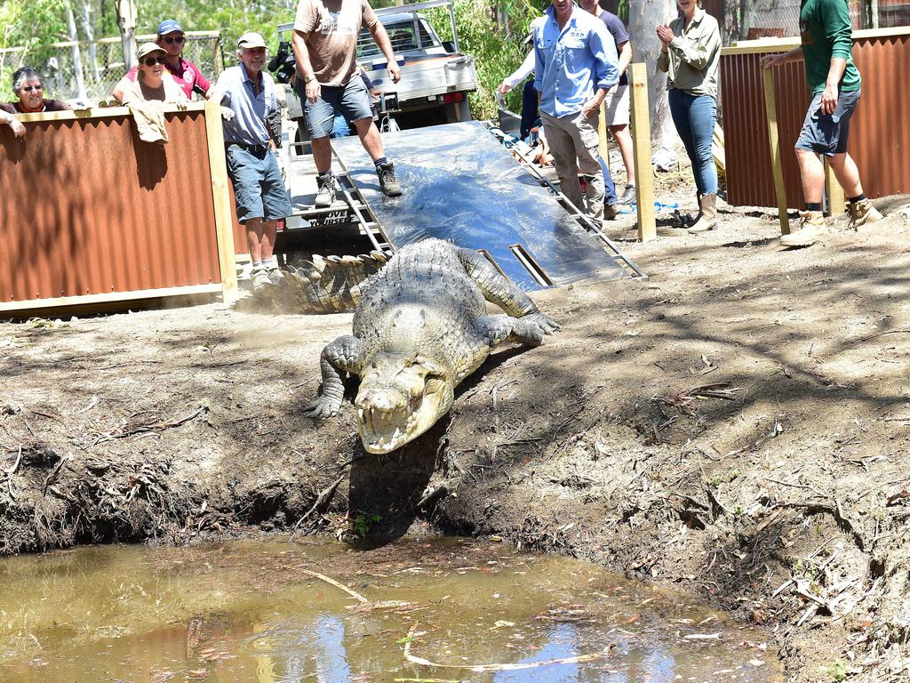 Billabong Sanctuary's new croc Krakatoa arrives to his new home. Picture: Shae Beplate.