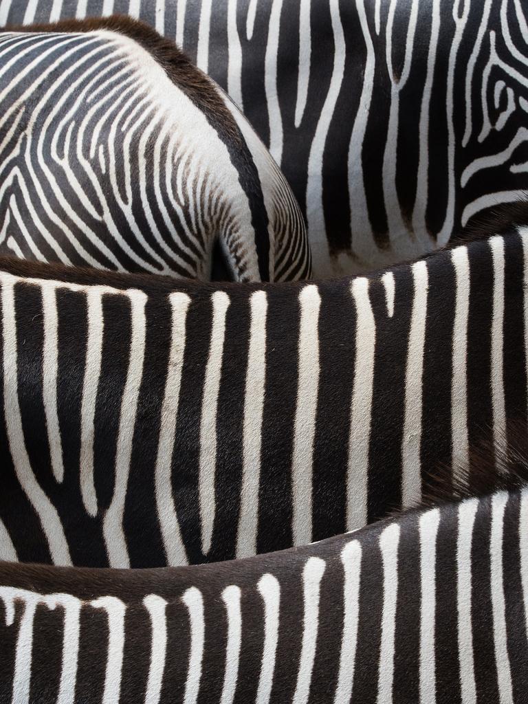 GDT Nature Photographer of the Year 2016 8th Place/Category -Atelier Nature: Armin Paul Prößler (Germany) - Zebra Patterns