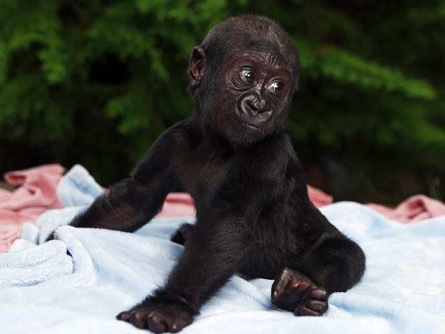 Mr Staples says Kauis is now walking, eating solids, giggling and interacting with his gorilla family. Picture: Tim Hunter