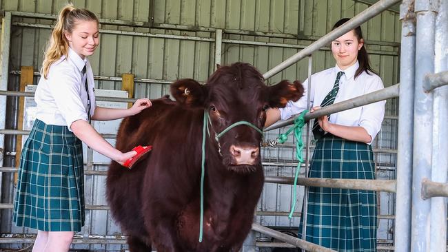 Westminster students Chloe and Olivia, with a steer at the school's farm. Photo Tom Huntley / The Advertiser.