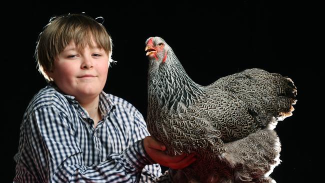 10 year old Dillon Cotterill will be entering with Lady the Brahma as one of the feature breeds in the poultry competition this year at the Ekka. Picture: Lachie Millard