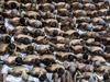 Gangsters humiliated in wild scenes