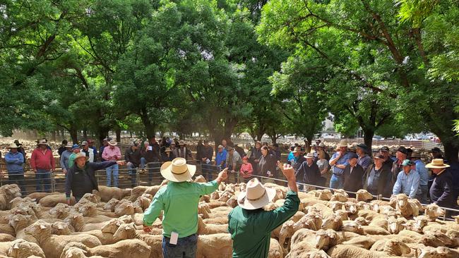 Selling action at the Deniliquin store sheep sale.