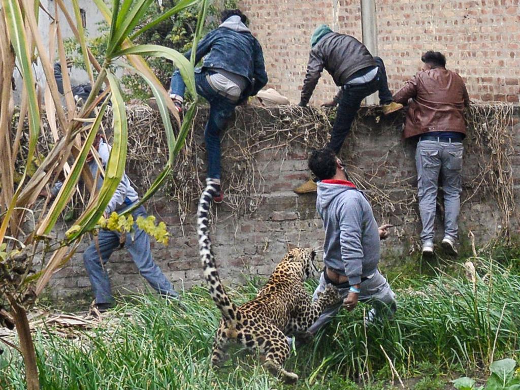 Leopard attack in Jalandhar city, India, caught on video | news.com.au ...