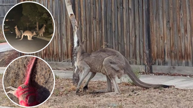 Four kangaroos have been found decapitated and castrated in Wollert.